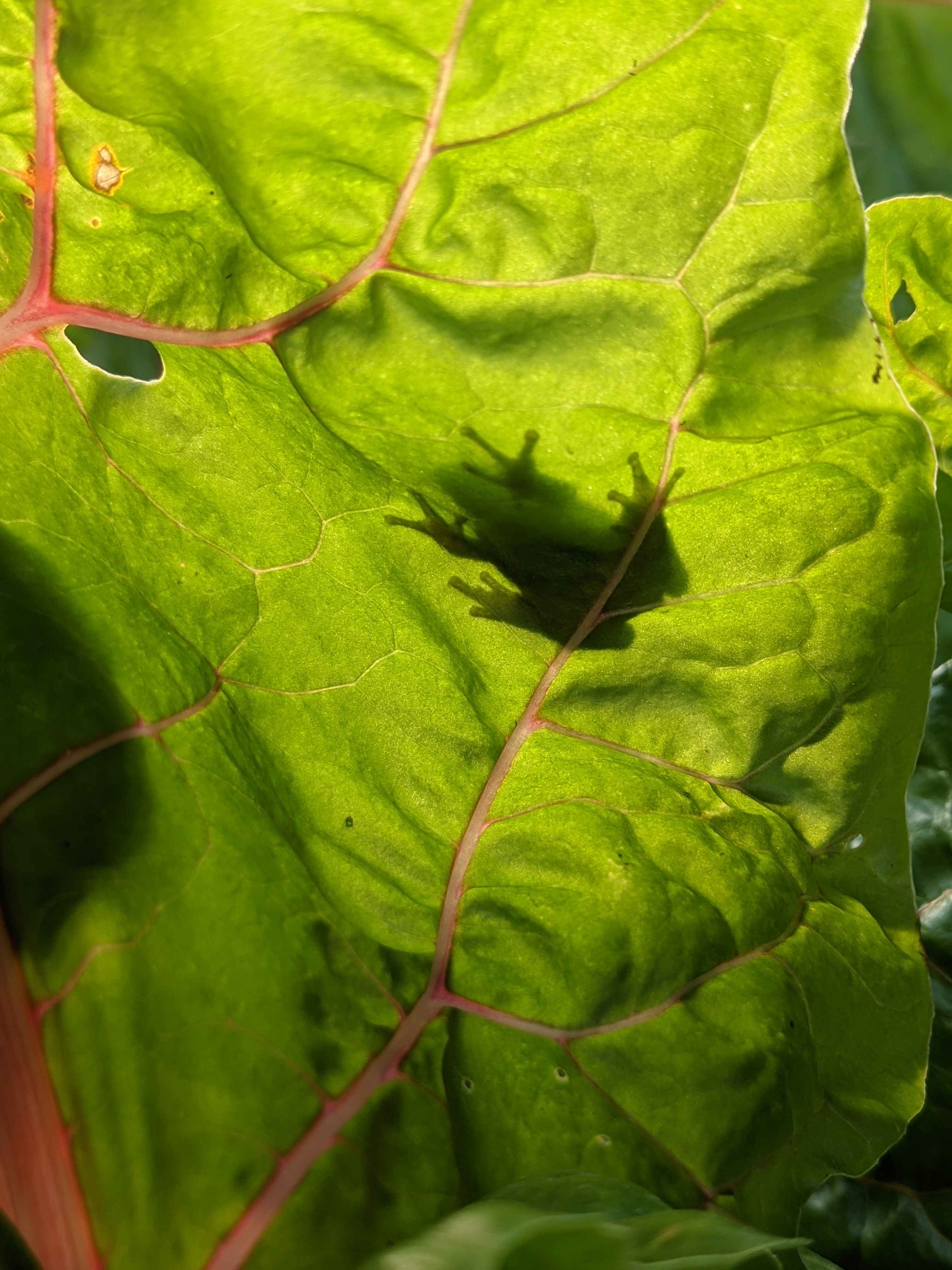 A frog's silhouette through a leaf of swiss chard